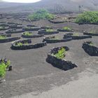 Weinanbau Lanzarote