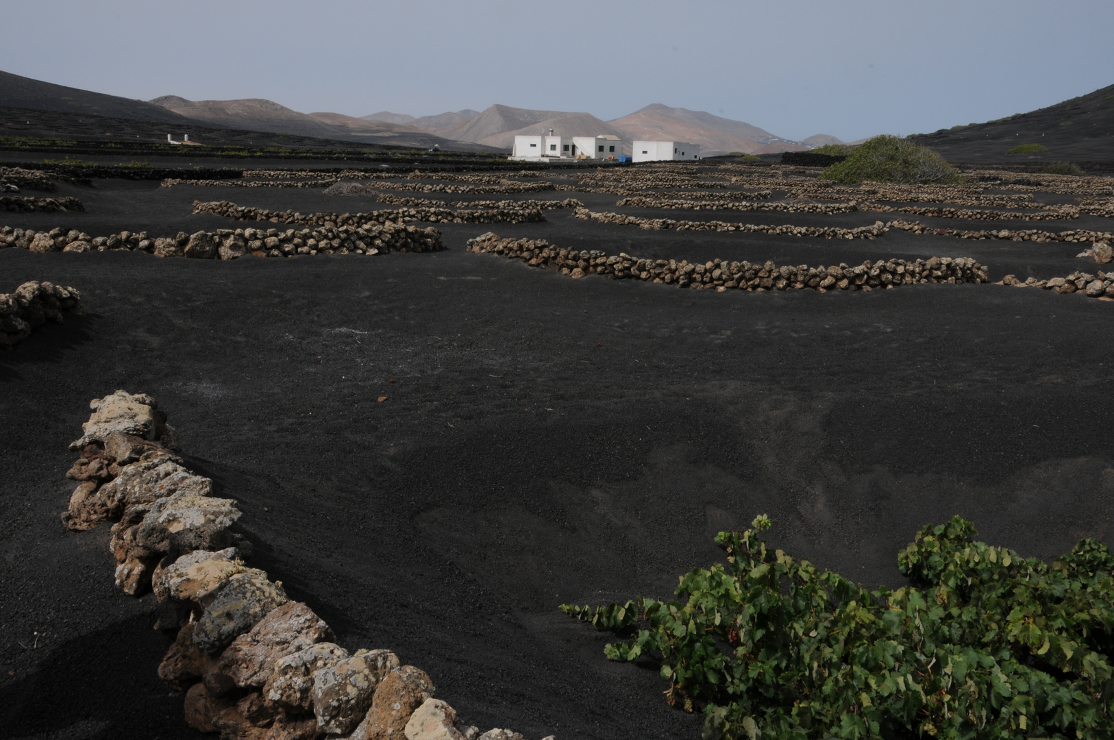 Weinanbau Lanzarote