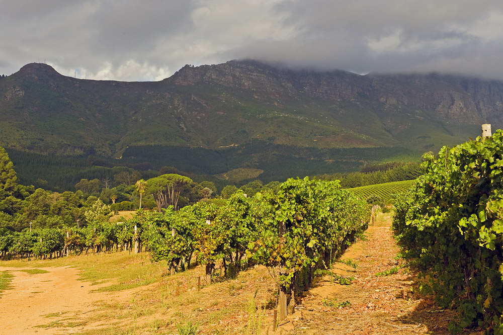 Weinanbau Südafrika