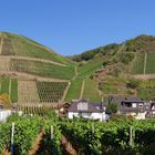 Weinanbau vom Berg in's Städtchen ...