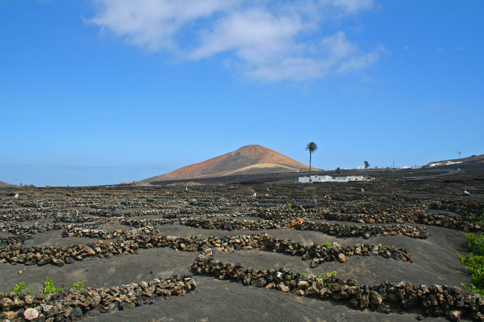 Weinanbaugebiet auf Lanzarote - 2014