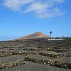 Weinanbaugebiet auf Lanzarote - 2014