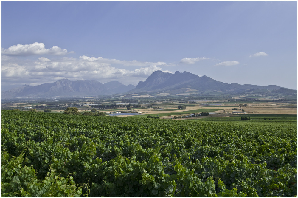 Weinanbaugebiet bei Paarl