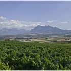 Weinanbaugebiet bei Paarl