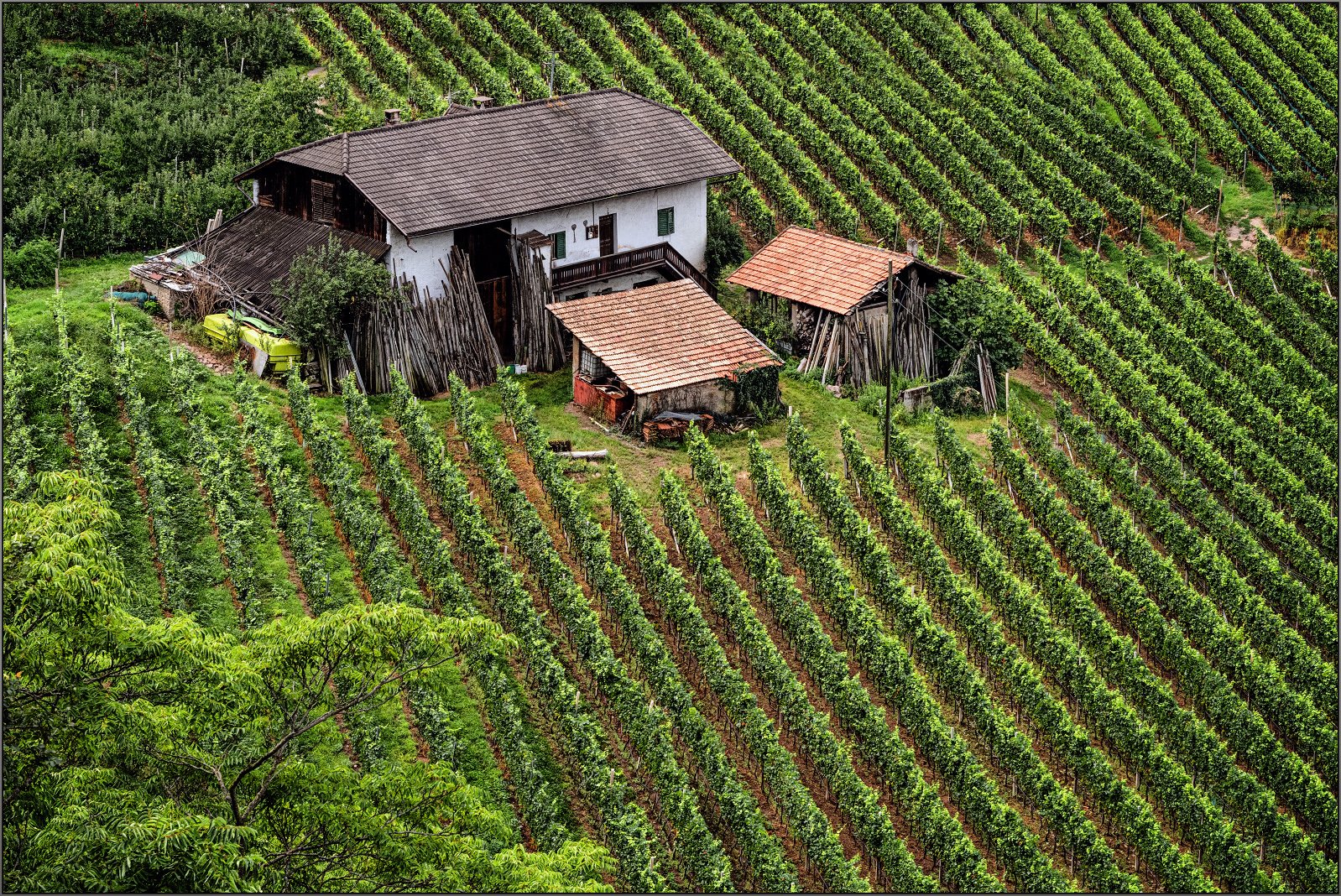 Weinatlich