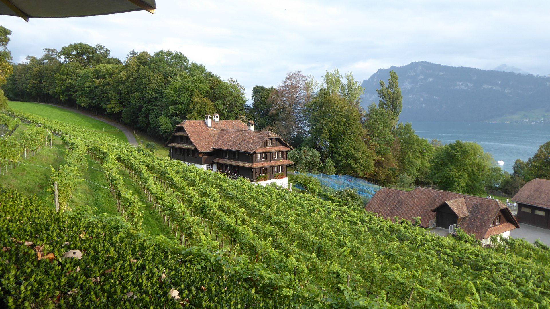 Weinbau am Meggenhorn