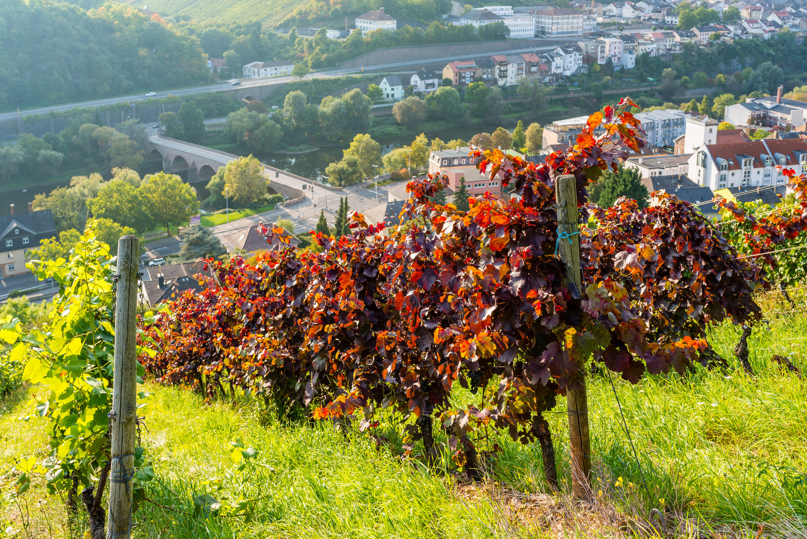 Weinbau am Rochusberg 67 Foto & Bild kloster, rhein, weinberg Bilder
