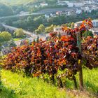 Weinbau am Rochusberg 67