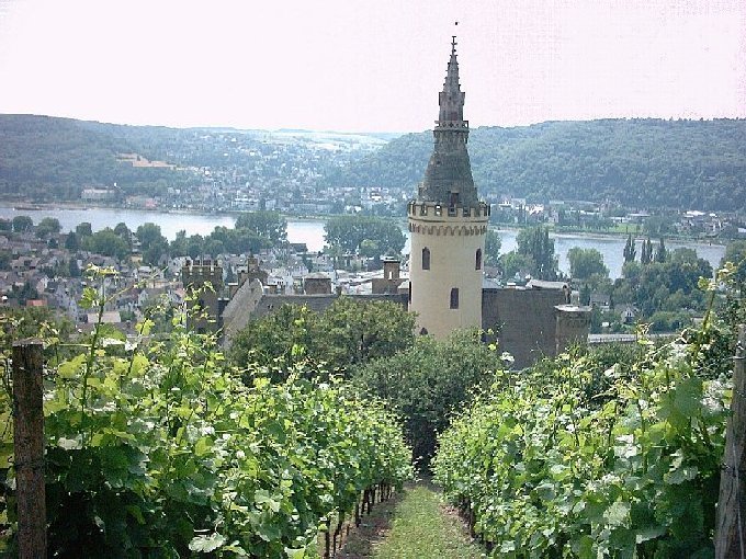 Weinbau am Schloß Arenfels