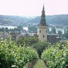 Weinbau am Schloß Arenfels