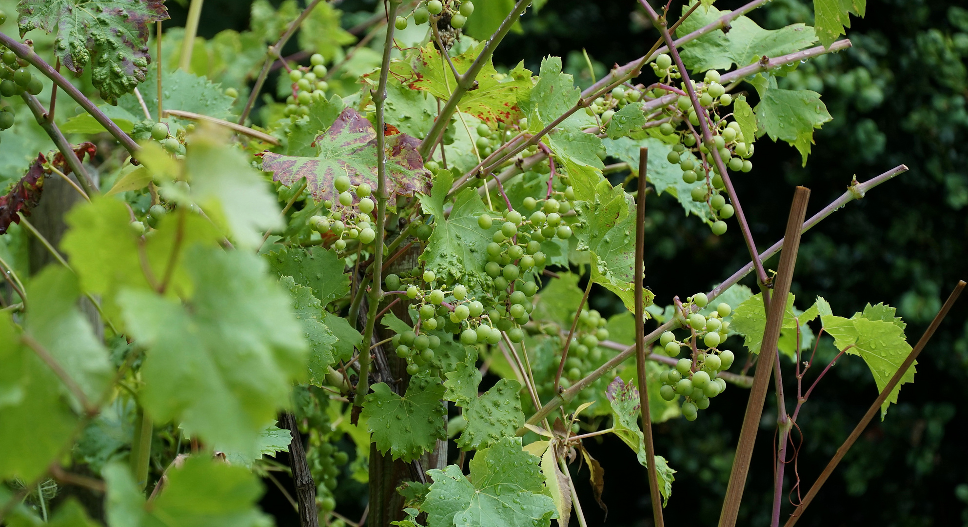 Weinbau am Tippen-Tappen-Tönchen