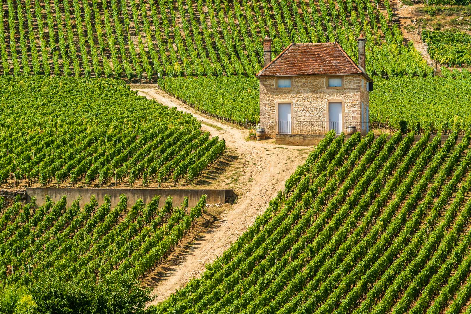 Weinbau an der Côte-de-Nuits