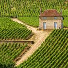 Weinbau an der Côte-de-Nuits