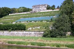 Weinbau an der Elbe bei Dresden