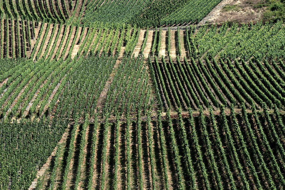 Weinbau an der Mosel