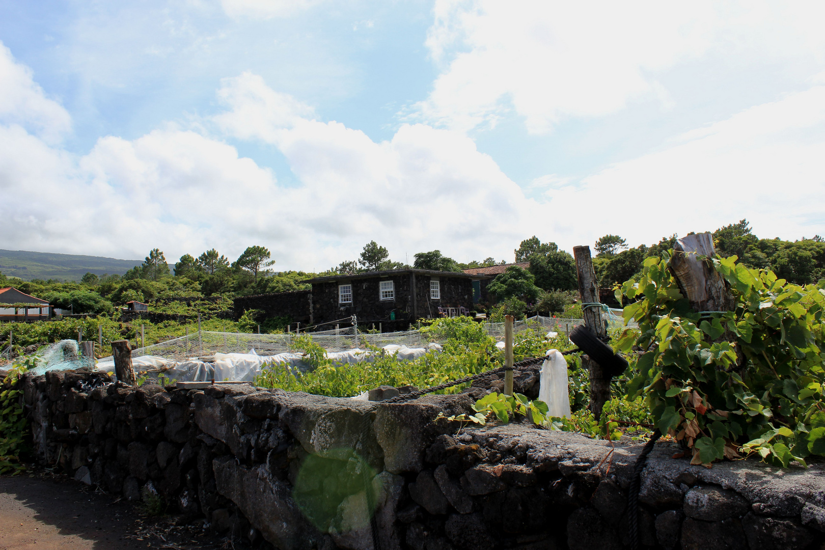 Weinbau auf den Azoren