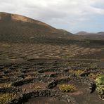 Weinbau auf Lanzarote