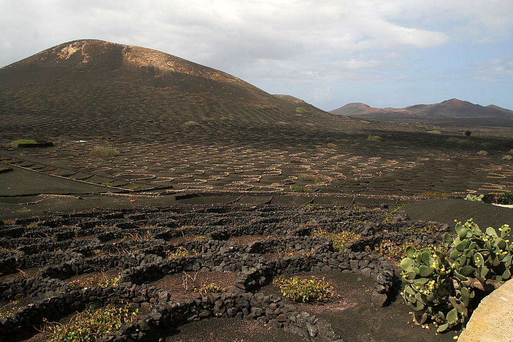 Weinbau auf Lanzarote