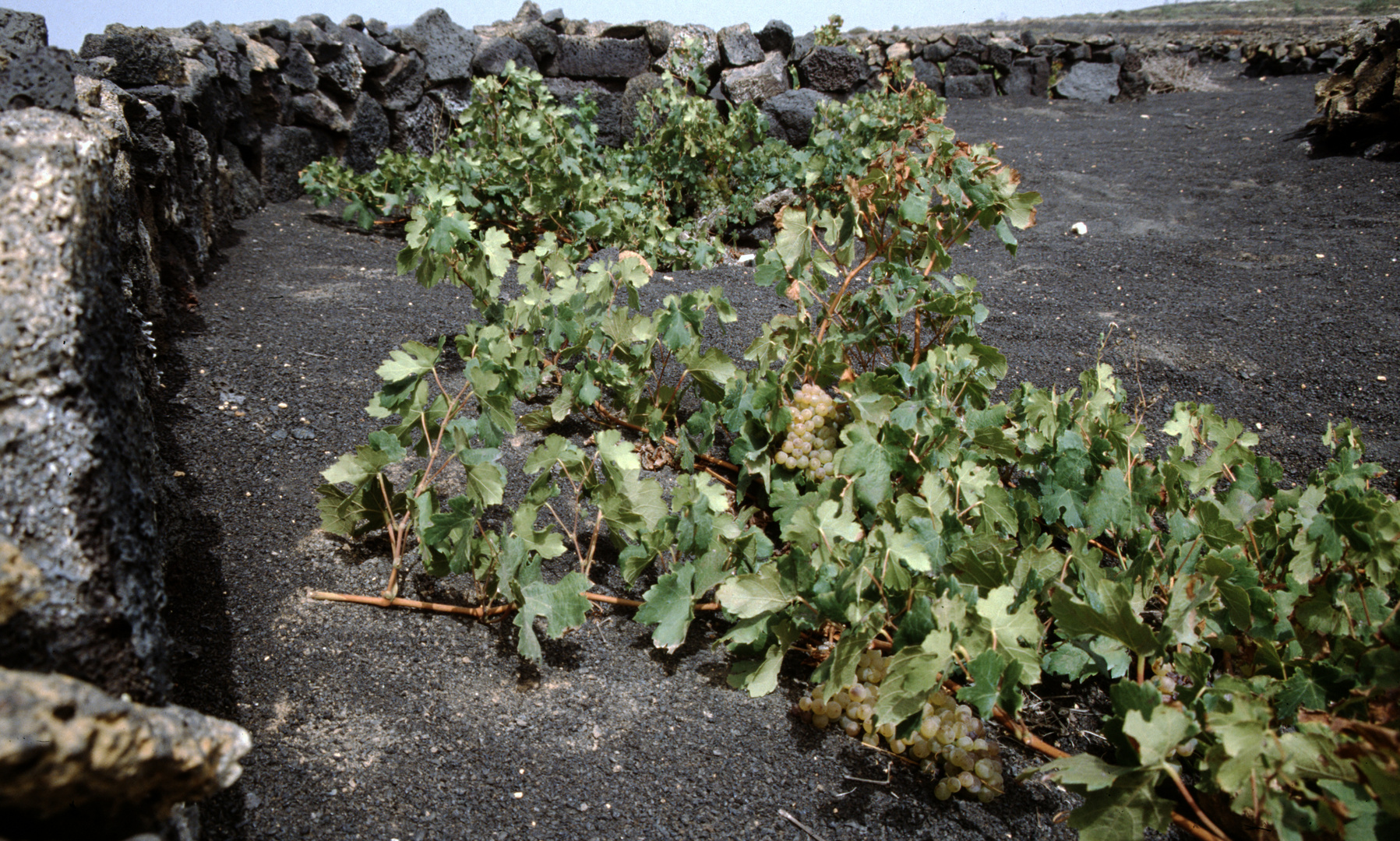 Weinbau auf Lanzarote