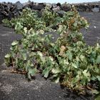 Weinbau auf Lanzarote