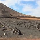 Weinbau auf Lanzarote