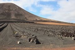 Weinbau auf Lanzarote