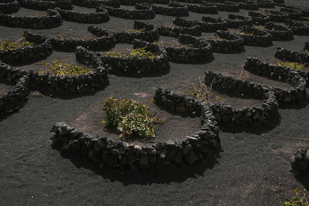 Weinbau auf Lanzarote