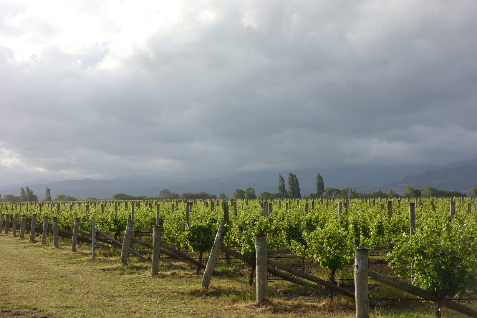 Weinbau bei Blenheim