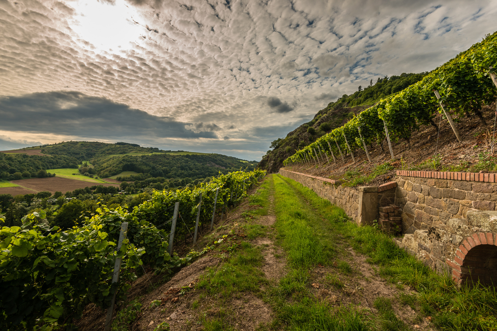 Weinbau bei Schlossböckelheim