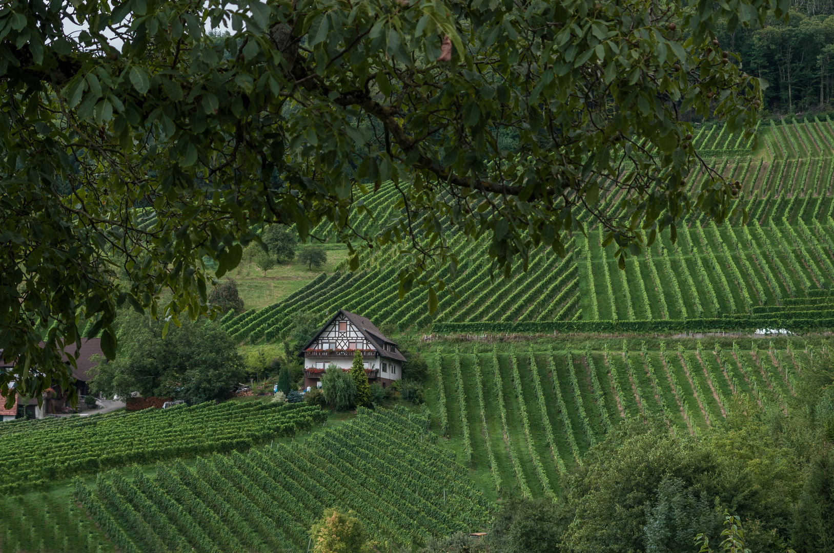 Weinbau im Schwarzwald