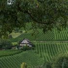 Weinbau im Schwarzwald