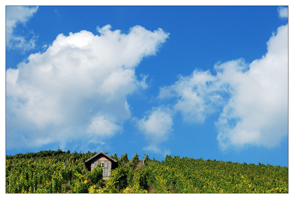 Weinbau im Steigerwald