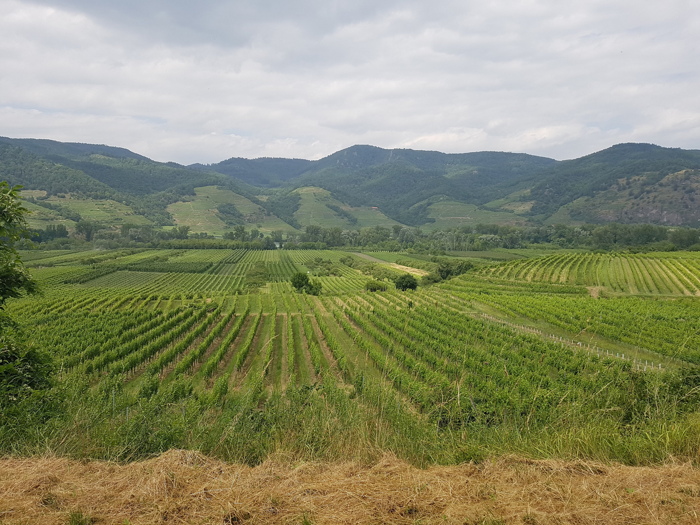 Weinbau in der Wachau