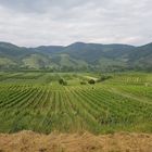 Weinbau in der Wachau