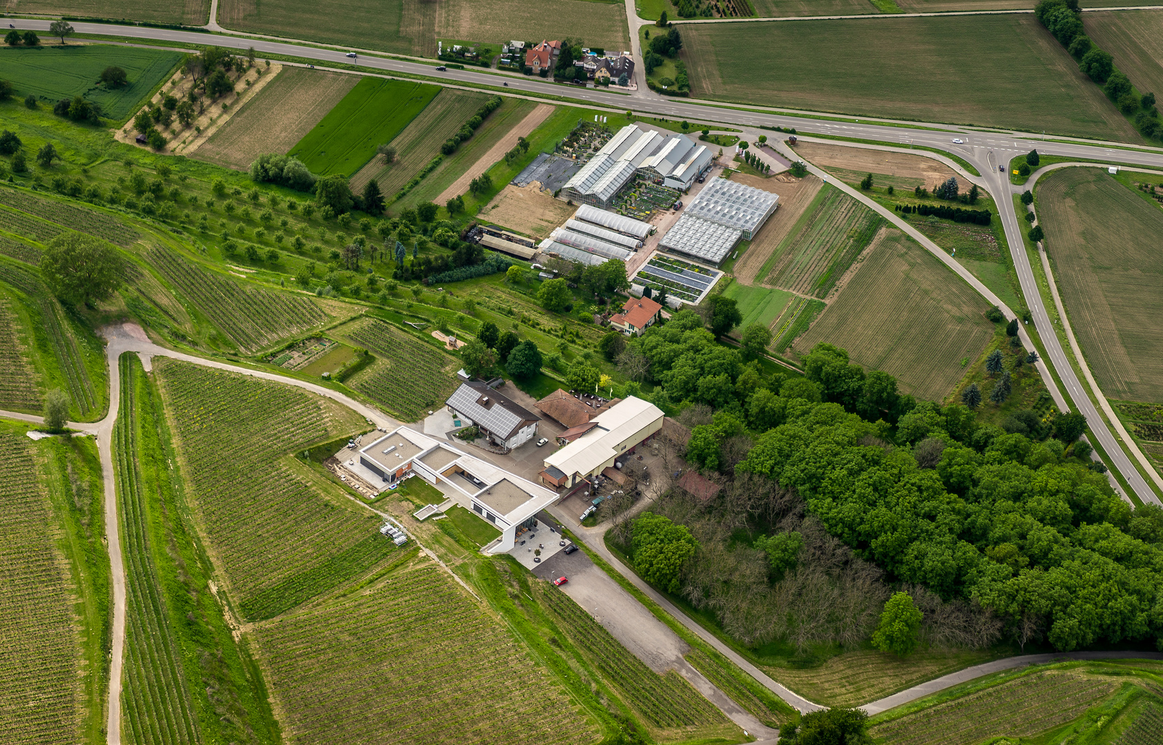 WEinbau in Ettenheim - Reblandschaft 