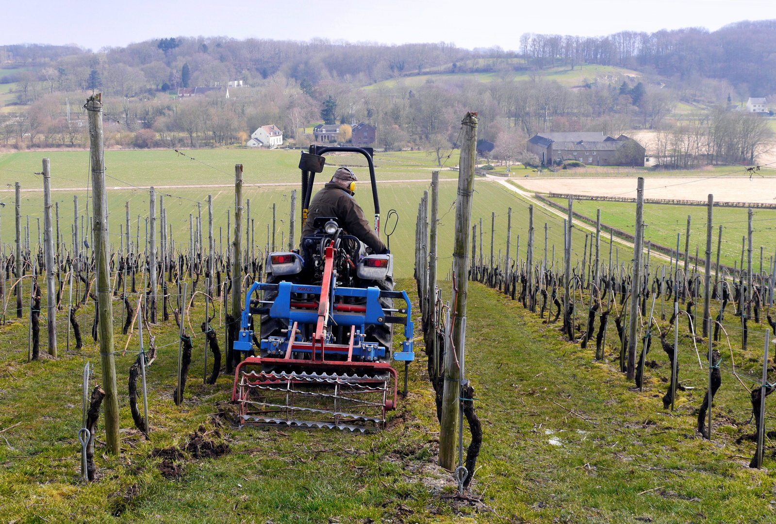 Weinbau in Limburg (NL)