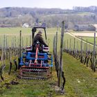 Weinbau in Limburg (NL)
