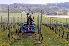 Weinbau in Limburg (NL)
