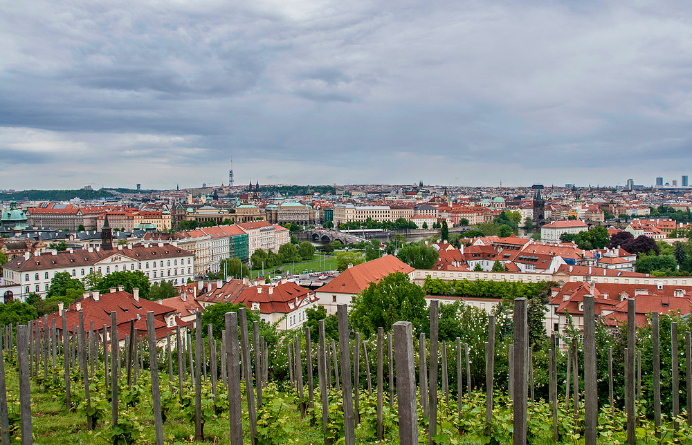 Weinbau in Prag - Ja, am Südhang des Hradschin ist das möglich....