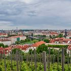 Weinbau in Prag - Ja, am Südhang des Hradschin ist das möglich....