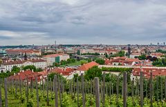 Weinbau in Prag - Ja, am Südhang des Hradschin ist das möglich....