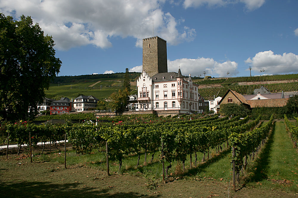 Weinbau in Rüdesheim