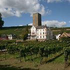 Weinbau in Rüdesheim