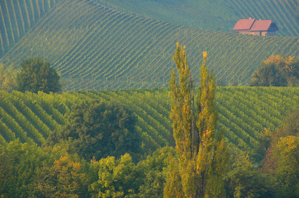 Weinbau-Landschaft