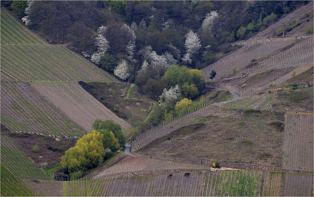 Weinbau und Natur