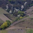 Weinbau und Natur