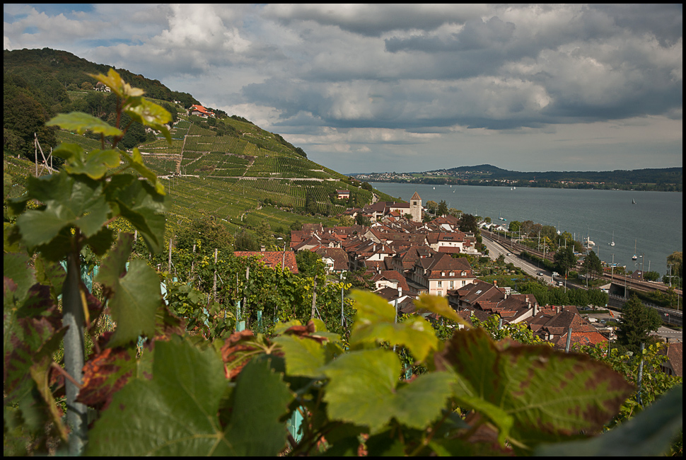 Weinbaugebiet - Bielersee - Twann