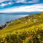 Weinbaugebiet im Kanton Waadt in der Schweiz