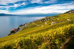 Weinbaugebiet im Kanton Waadt in der Schweiz