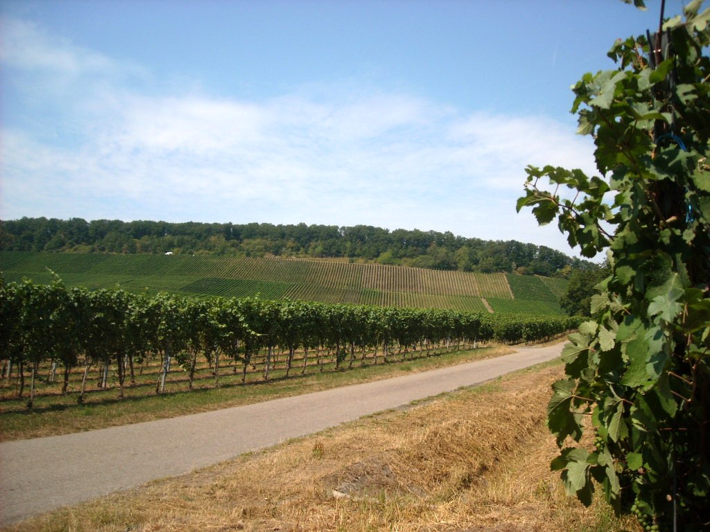 Weinbaugebiet in Brackenheim